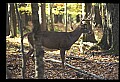 10067-00042-Whitetail Deer-Antlers.jpg