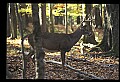 10067-00043-Whitetail Deer-Antlers.jpg