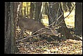 10067-00045-Whitetail Deer-Antlers.jpg