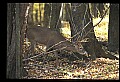 10067-00046-Whitetail Deer-Antlers.jpg