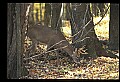 10067-00047-Whitetail Deer-Antlers.jpg