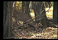 10067-00048-Whitetail Deer-Antlers.jpg