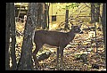 10067-00049-Whitetail Deer-Antlers.jpg
