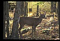 10067-00050-Whitetail Deer-Antlers.jpg