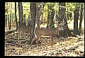 10067-00051-Whitetail Deer-Antlers.jpg