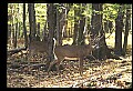 10067-00053-Whitetail Deer-Antlers.jpg