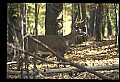 10067-00054-Whitetail Deer-Antlers.jpg