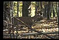 10067-00055-Whitetail Deer-Antlers.jpg