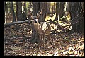 10067-00058-Whitetail Deer-Antlers.jpg