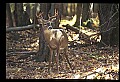 10067-00061-Whitetail Deer-Antlers.jpg