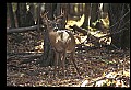 10067-00062-Whitetail Deer-Antlers.jpg