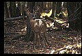 10067-00063-Whitetail Deer-Antlers.jpg