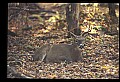 10067-00066-Whitetail Deer-Antlers.jpg