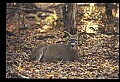 10067-00068-Whitetail Deer-Antlers.jpg