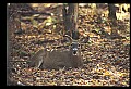 10067-00069-Whitetail Deer-Antlers.jpg