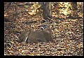 10067-00070-Whitetail Deer-Antlers.jpg
