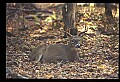 10067-00071-Whitetail Deer-Antlers.jpg