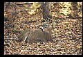 10067-00072-Whitetail Deer-Antlers.jpg