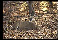 10067-00073-Whitetail Deer-Antlers.jpg