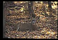 10067-00074-Whitetail Deer-Antlers.jpg