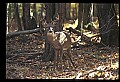 10067-00076-Whitetail Deer-Antlers.jpg