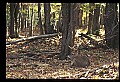 10067-00080-Whitetail Deer-Antlers.jpg