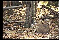 10067-00081-Whitetail Deer-Antlers.jpg