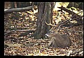 10067-00082-Whitetail Deer-Antlers.jpg