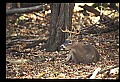 10067-00083-Whitetail Deer-Antlers.jpg