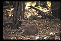 10067-00084-Whitetail Deer-Antlers.jpg