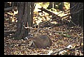 10067-00085-Whitetail Deer-Antlers.jpg