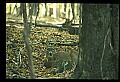 10067-00087-Whitetail Deer-Antlers.jpg