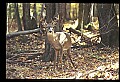 10067-00088-Whitetail Deer-Antlers.jpg