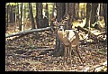 10067-00090-Whitetail Deer-Antlers.jpg