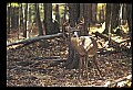 10067-00091-Whitetail Deer-Antlers.jpg