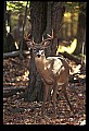10067-00093-Whitetail Deer-Antlers.jpg