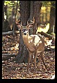 10067-00094-Whitetail Deer-Antlers.jpg