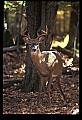 10067-00095-Whitetail Deer-Antlers.jpg