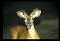 10067-00097-Whitetail Deer-Antlers.jpg