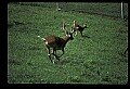 10067-00098-Whitetail Deer-Antlers.jpg