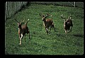 10067-00099-Whitetail Deer-Antlers.jpg