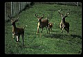 10067-00100-Whitetail Deer-Antlers.jpg