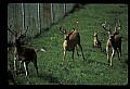 10067-00101-Whitetail Deer-Antlers.jpg