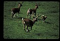 10067-00103-Whitetail Deer-Antlers.jpg
