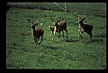 10067-00104-Whitetail Deer-Antlers.jpg