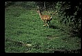 10067-00105-Whitetail Deer-Antlers.jpg