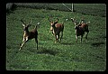 10067-00106-Whitetail Deer-Antlers.jpg