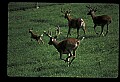 10067-00107-Whitetail Deer-Antlers.jpg