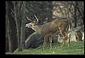 10067-00108-Whitetail Deer-Antlers.jpg