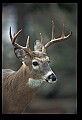 10067-00109-Whitetail Deer-Antlers.jpg